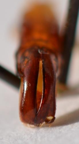 Réf. 260 358 : Coptomia pauliani